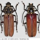 하늘소 Daum카페