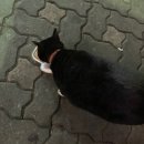 카페률