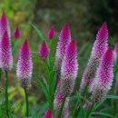 예쁜여우 이미지