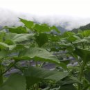 감국마을영농조합법인 이미지