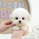 미유펫 강아지분양 고양이분양 김포점 이미지