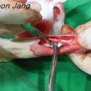 아이디어 벳 메디칼, 한국동물 의공학 연구소 이미지