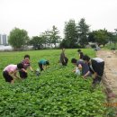 영호네농장 이미지