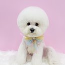 베스띠몽 이미지