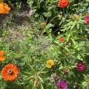 나리롯지 이미지