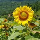 양재종합사회복지관 이미지