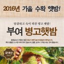 공주부여햇밤 1kg에 4900원 최저가 판매 이미지