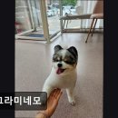 동그라미네모 | {부천, 강아지, 고양이, 애견미용, 추천!) 동그라미네모 부천 동그라미네모, 친절한 애견미용