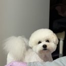 본애견미용실 | [강서구 애견미용실 후기] 스트레스없이 예쁘게 변신한 우리 강아지- ‘다독’