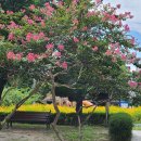 코스모스경로당 이미지