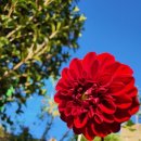 경산꽃집 이미지