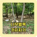 가지치기 벌목업체 고사목제거
