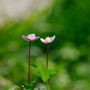 남방바람꽃,흰젖제비꽃,자운영, 이미지