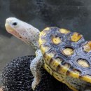 그리올라 이미지