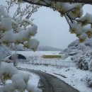 늘푸른 흑염소농장 이미지