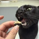 필동물병원 | [본아페티] 강아지 고양이 필포켓 간식 / 동물병원 입점간식 / 고양이 투약 보조제추천 / 급여후기💛