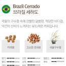 더치홀릭