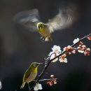 매화꽃환경