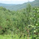 싱싱과일 이미지