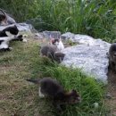 라마리차 이미지