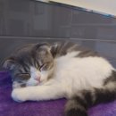 신통방통 동물병원 이미지