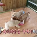 동물농장 이미지