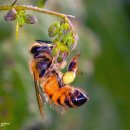 아라곤충 이미지