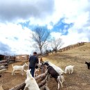 순진목장 이미지