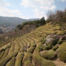 벚꽃향기민박 이미지