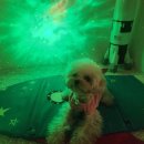 일산애견호텔 강아지유치원 맘바이일산점 이미지