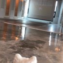 창성(애견) 이미지