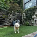 반스힐리조트 | 견생 버킷리스트 달성! 강원도 애견동반 풀빌라 반스힐리조트 후기