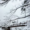 1월 25일. 100년 만에 개방된 대관령 금강소나무 숲길 이미지