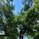 정선초등학교가수분교장 이미지