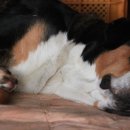 멍멍이네 이미지