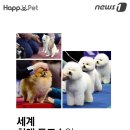 펫나라 이미지