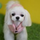 소금소금 펫살롱 이미지