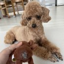 댕킷 | (수제 애견간식 맛집) 부산 명지 오션시티 애견 간식 맛집 댕킷 dangkit ! 🐶🦴