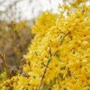 개나리세탁 이미지