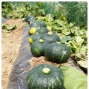 둥구민박 이미지