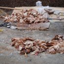 짱오농장 이미지