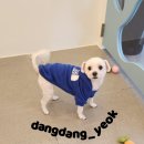 댕댕역 이미지