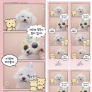 우리 강쥐 인생네컷 찍었는데 뭐가 제일 잘나왔어????? 골라주면 오만원 주움 !!!!!!!!!!! 이미지
