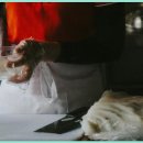 하이플레임 스테이 이미지