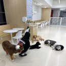 오늘도 힘차개 이미지