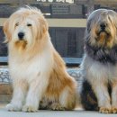 경산의 삽살개육종연구소 이미지