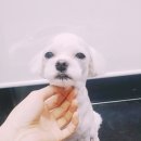 밴스동물병원 이미지