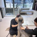 더독그루머스 이미지