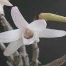 미묘,花 이미지