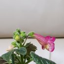 우드선